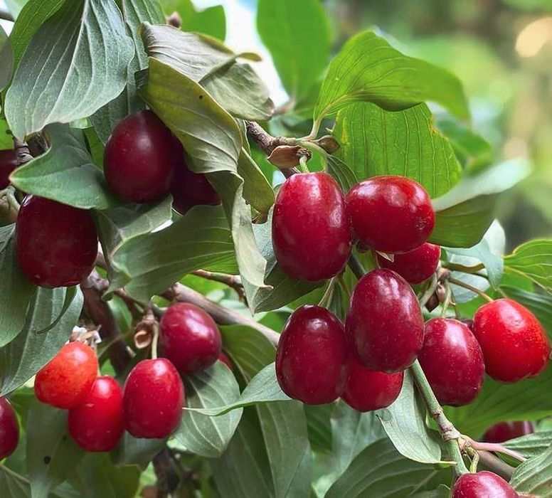 Dereń 1 kg - świeże owoce derenia