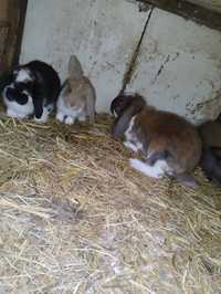 Młode króliki barany francuskie 2 miesięczne