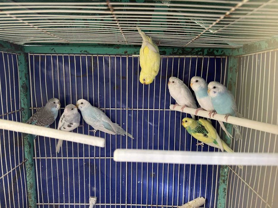 Periquitos Australianos