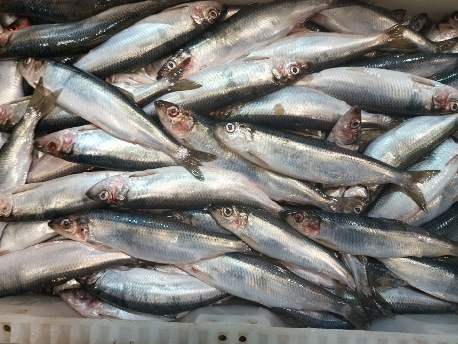 Ryby prosto z kutra Kołobrzeg