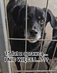 15 LETNI JÓZIO trafił do schroniska i się załamał