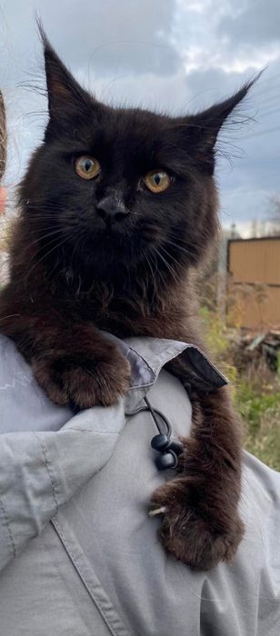 Кот в любимчики,