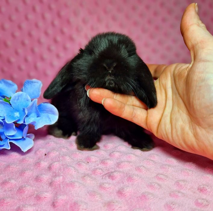 Карликовый мини кролик, Вислоухий баранчик mini lop