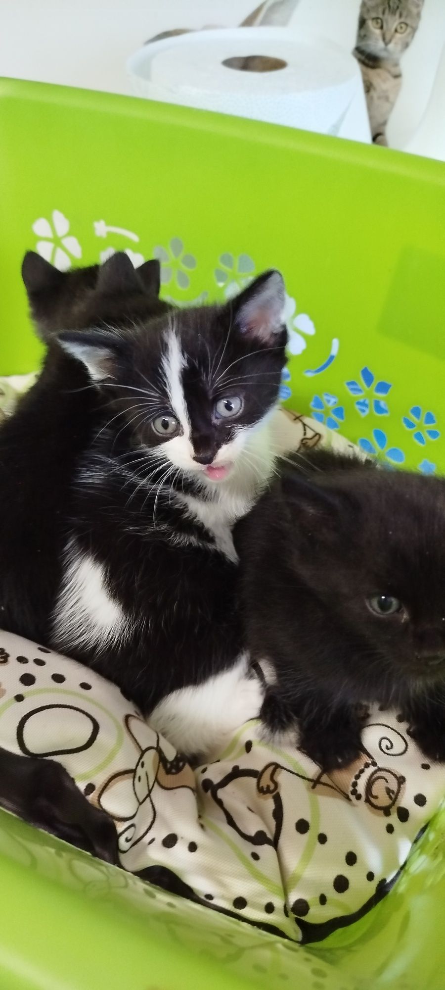 4 małe śliczne Kotki do adopcji