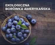 Borówka Amerykańska