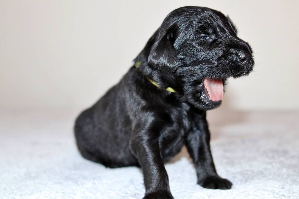Flat coated retriever czarny piesek