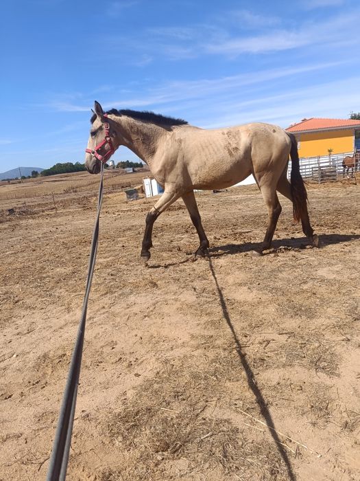 Para venda poldra baia (cavalos)