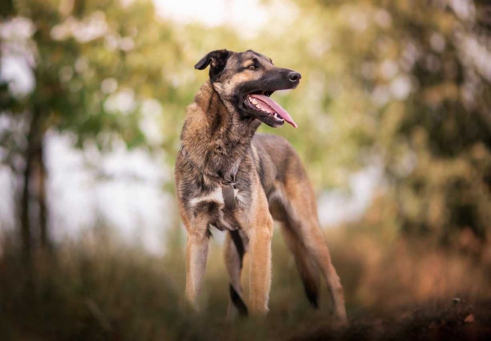 Brązowy dżentelmen Szyszek czeka na swojego człowieka