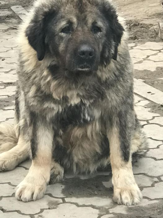 Кавказька вівчарка