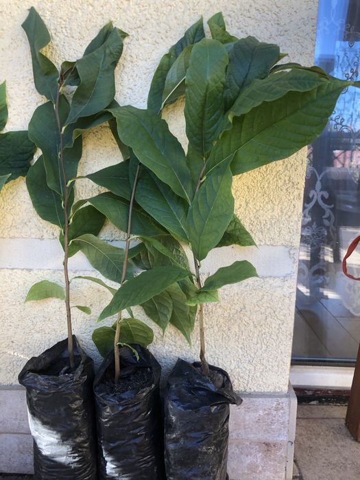 Азиміна - саджанці закрита коренева /чудові сорти Тейлор, Світ Верджин