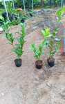 Vendo lauros (Loureiros)