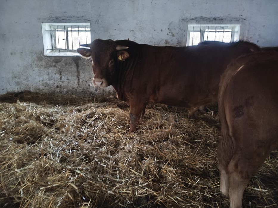 Buchaj limousine 100% lm