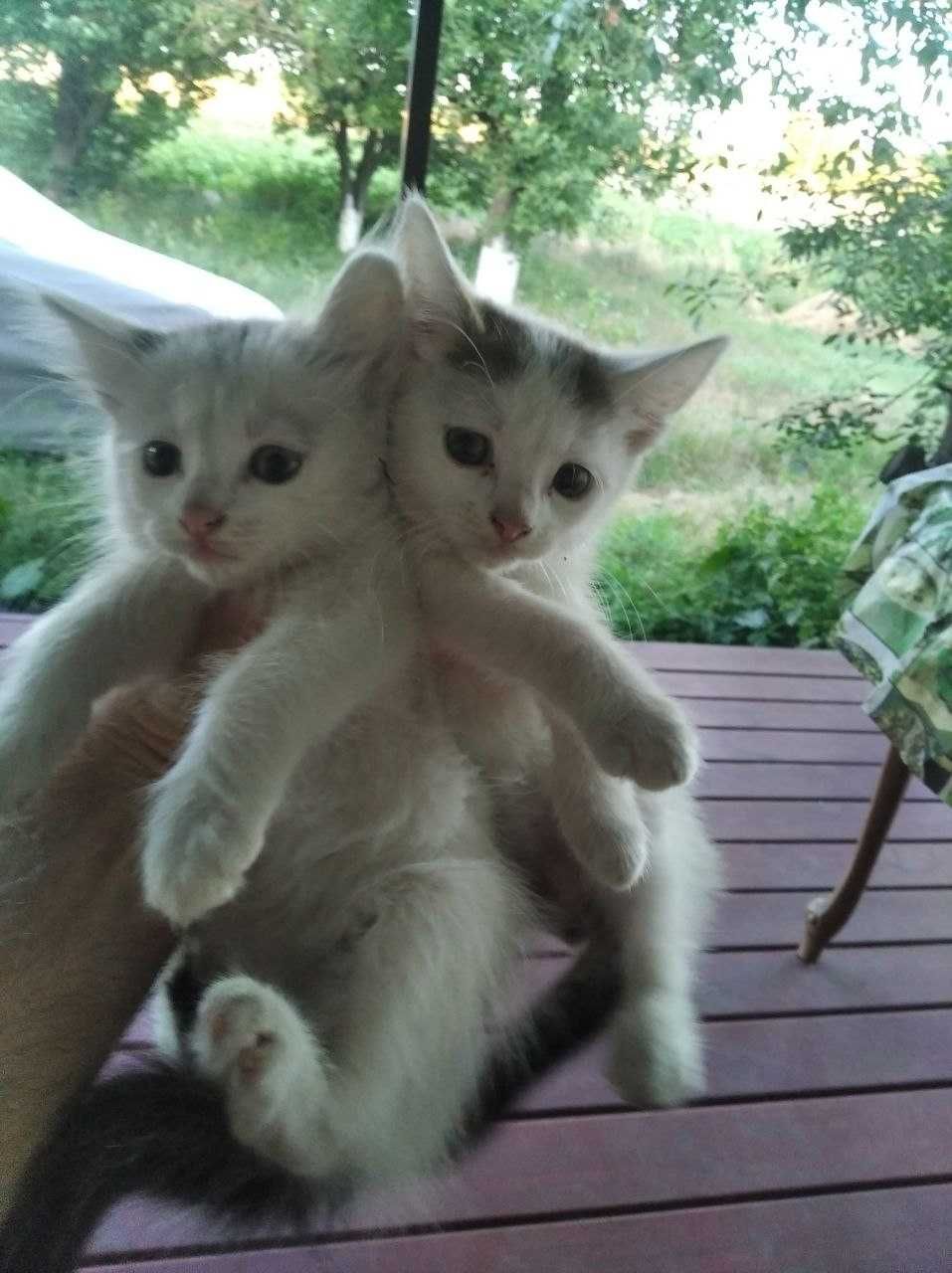 Безкоштовно. Котик у добрі руки. Доставка.