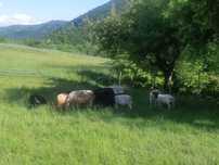 Barany mix Dorper/kameruny