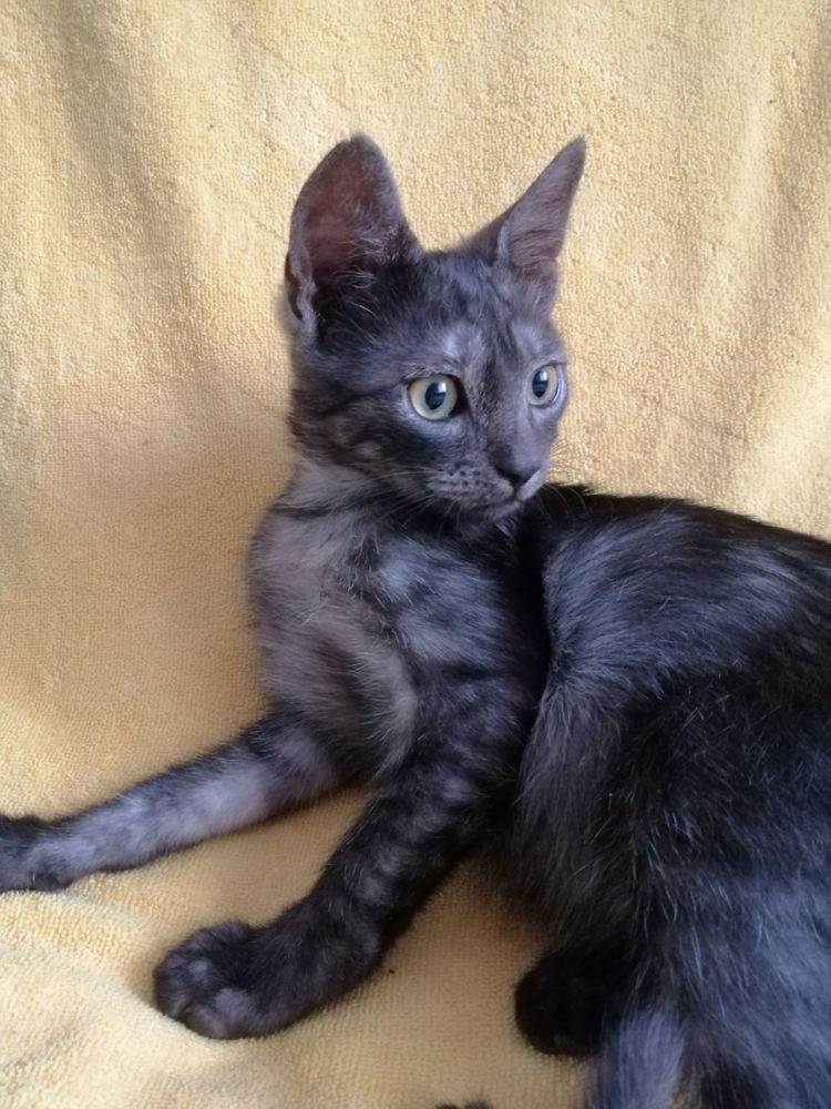 Котята ищут любящую семью