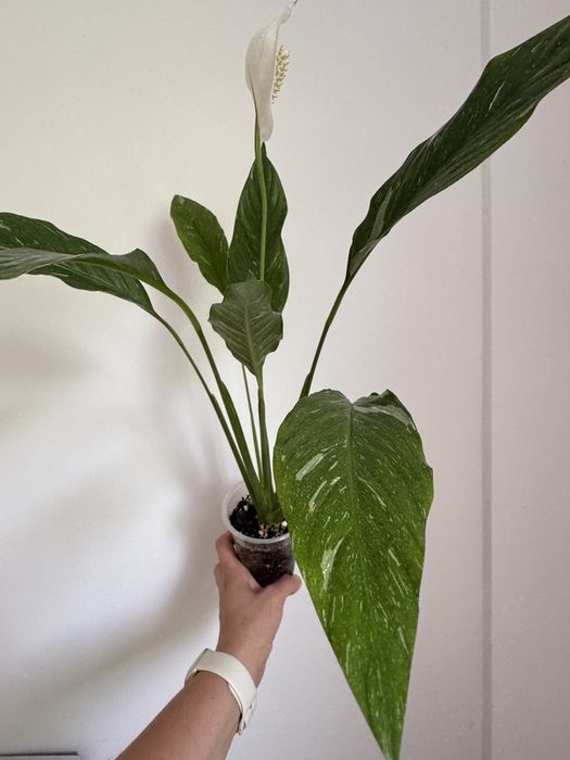 Спатифілум даймонд.