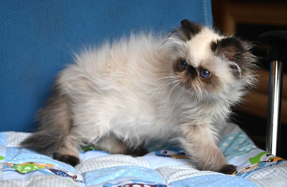 Доросла Блакитноока Персидська дівчинка Лотті