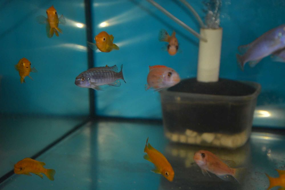 Pyszczak Labeotropheus Trewavasae Thumbi West