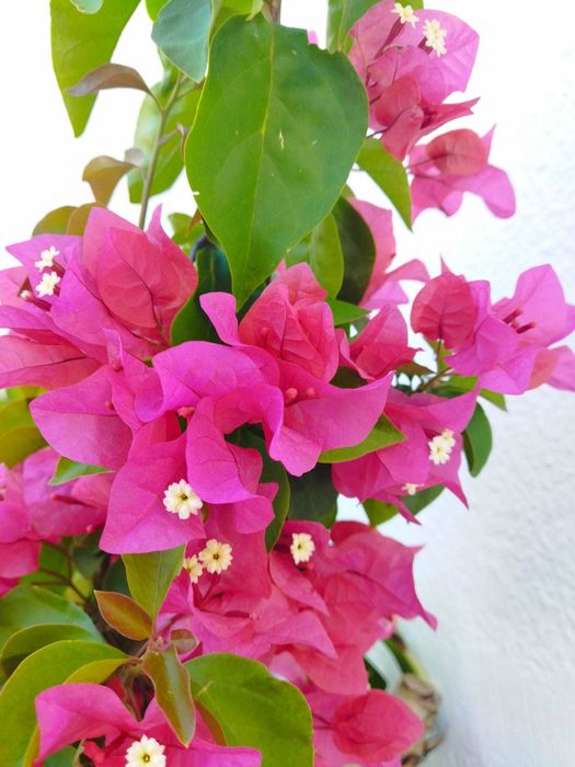 PÉTALAS de flores secas