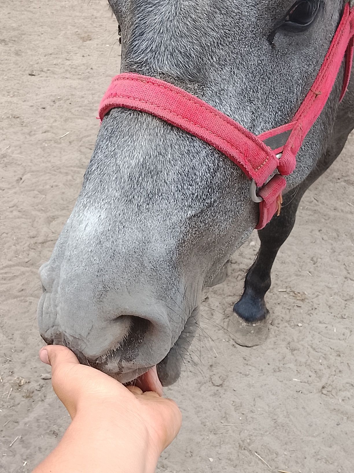 Sprzedam klacz siwą zaprzęgowa w typie hucuła