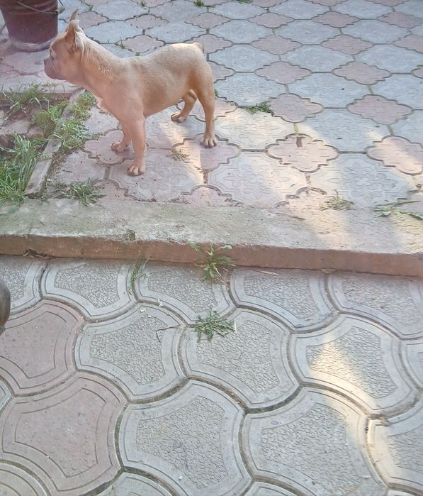 Две голубые девочки 12мес