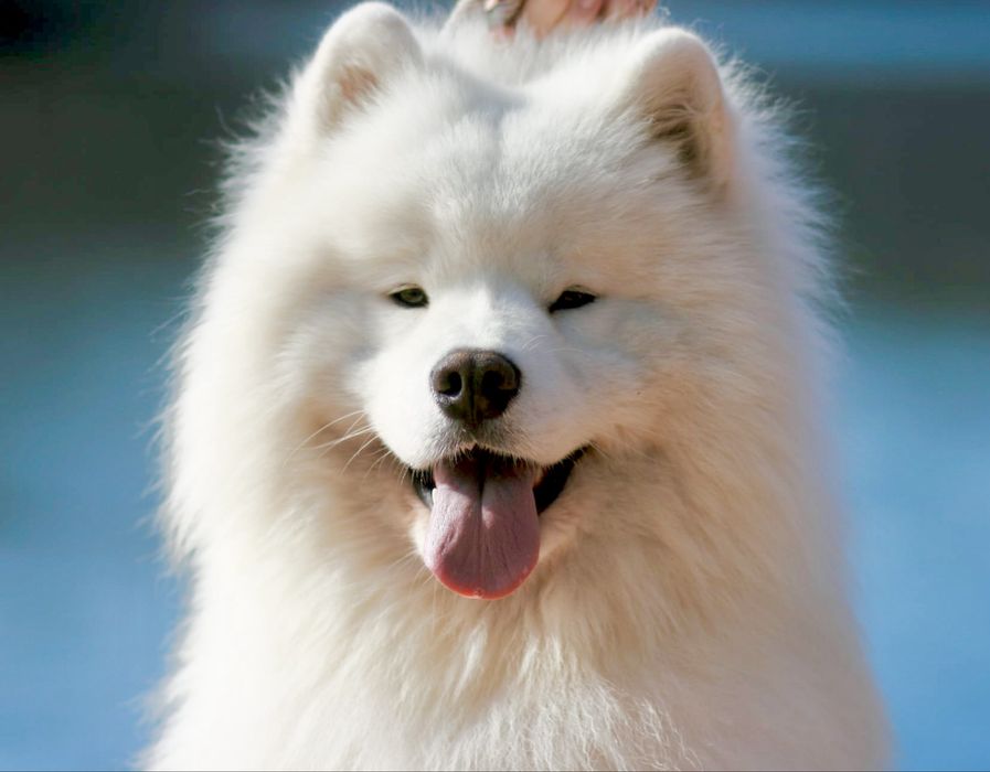 Samoyed Royal Winter FCI dostepny samiec