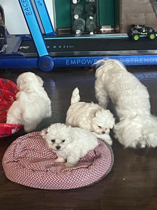 Maltańczyk szczeniak  Rodowód