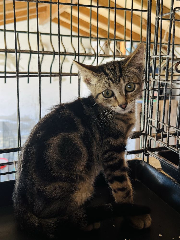 Merlin- Gatinho Tabby para Adoção