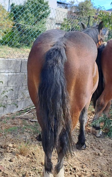 Vendo poldro Breton 2024 (13 meses)
