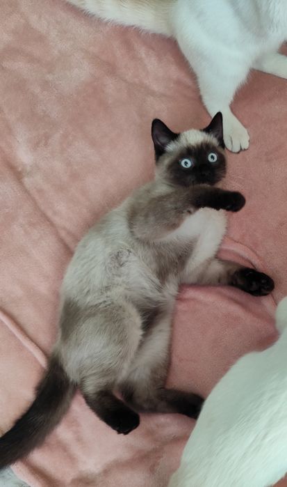 Британські кошенята, котики, кицюні, британские