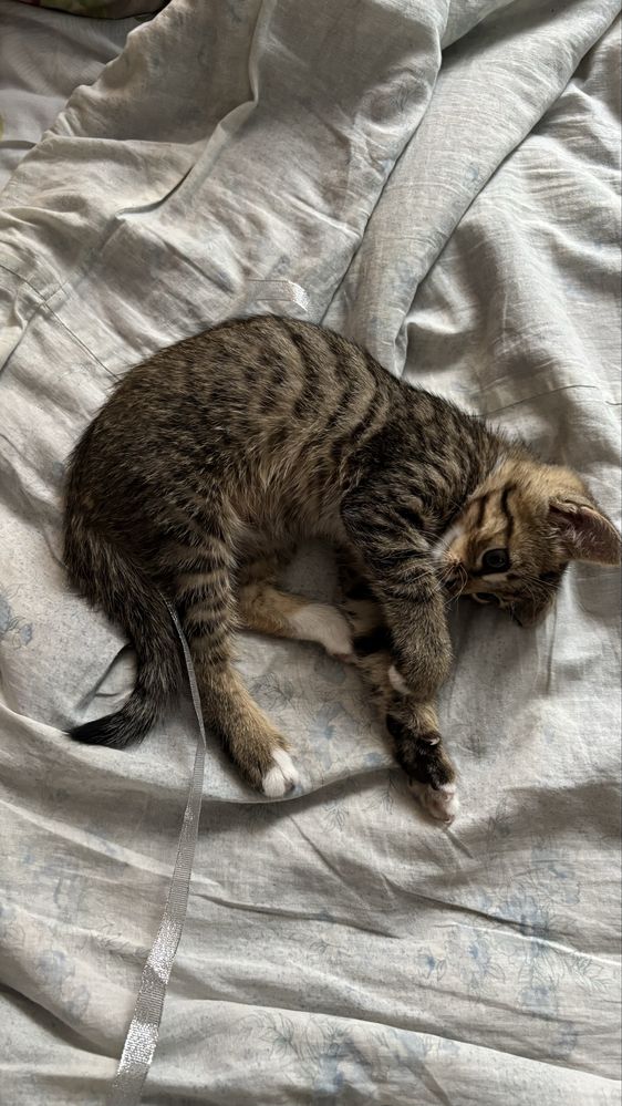 Котик в гарні руки Хмельницький