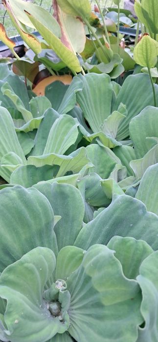 Alfaces água planta superfície