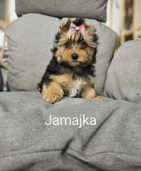 Śliczna dziewczynka Yorkshire Terrier