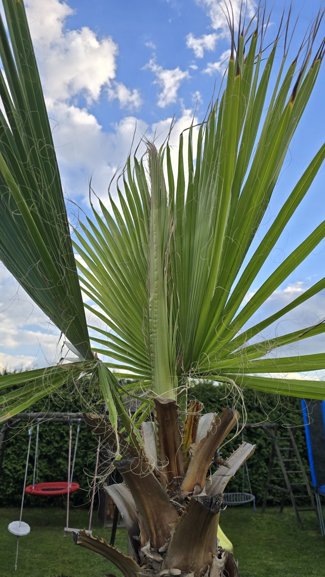 Waszyngtonia robusta
