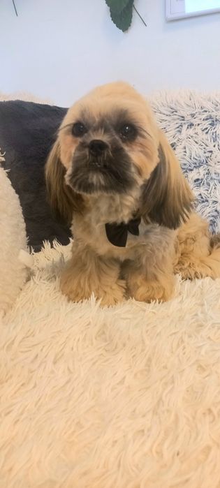 Shih-Tzu IV pok.rod sobolowy mini 3,6 kg