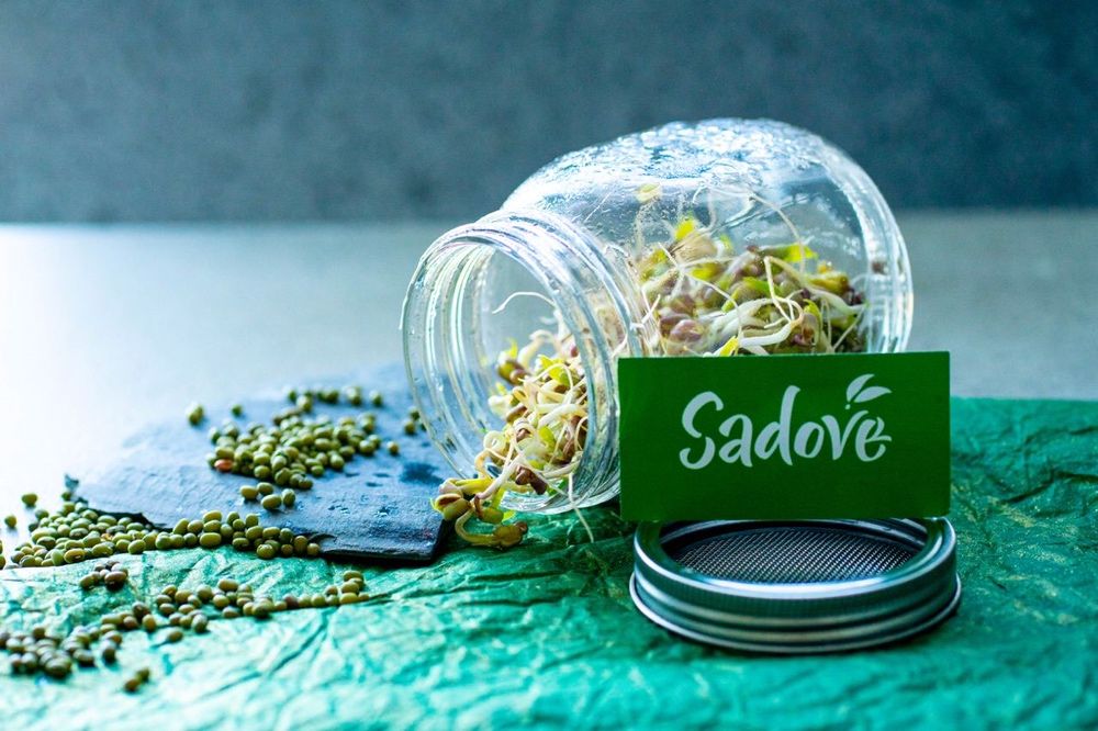 Пророщувач паростків  спроутер баночний для мікрозелені Sadove 700 ml