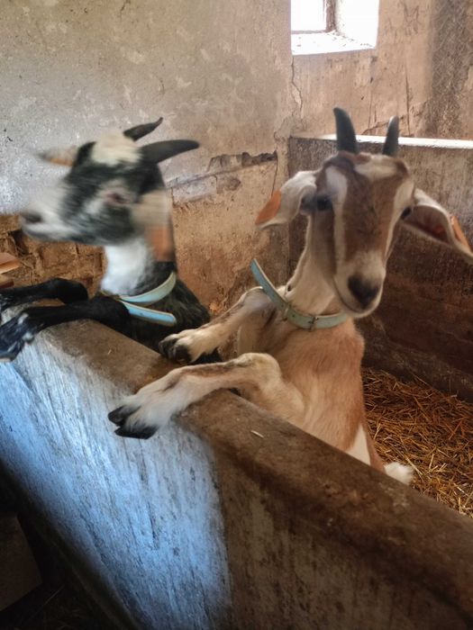 Sprzedam młode kozy