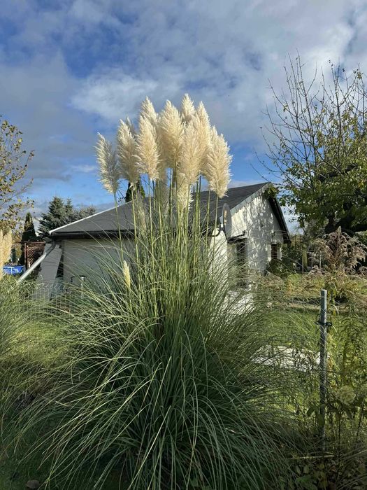 Kwiatostan / Suszka Trawa Pampasowa - Świeżo cięta - Cena za 1 szt.