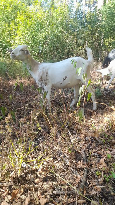 Козенята заано-нубійці 75%. Можливий обмін