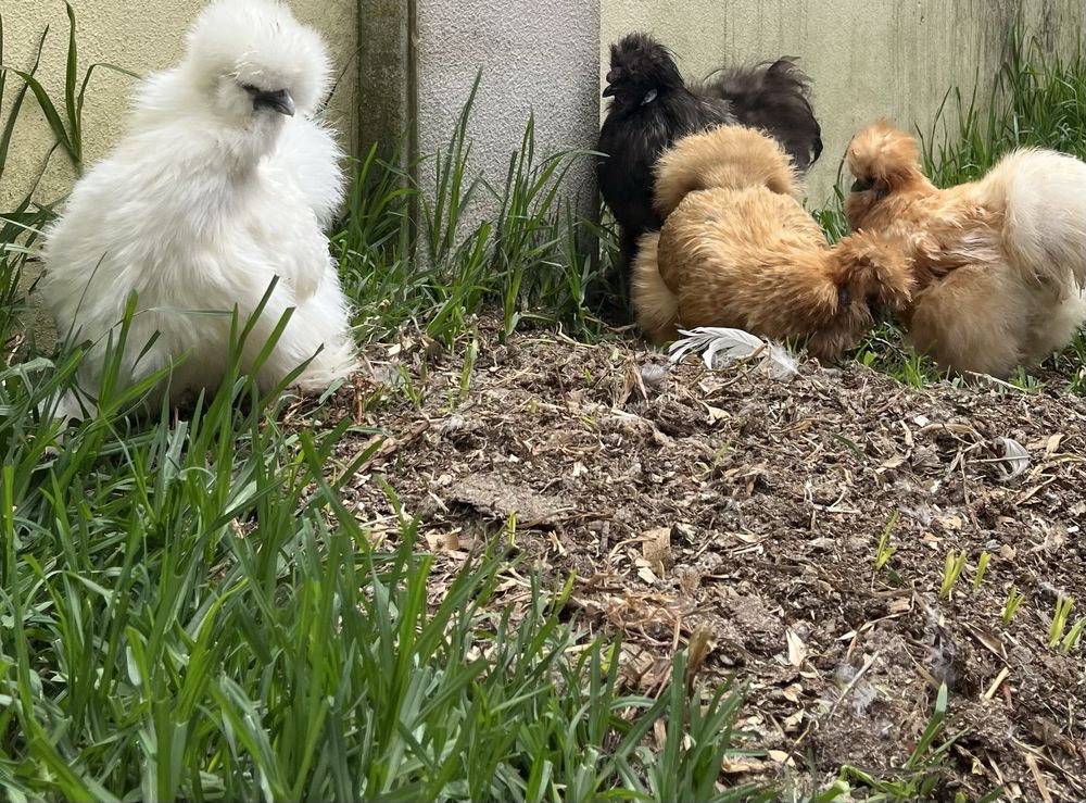 Ovos de Sedosas e Brahmas disponiveis