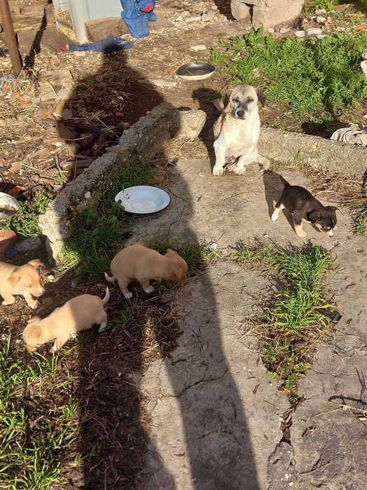 Adoção  6 cãozinho