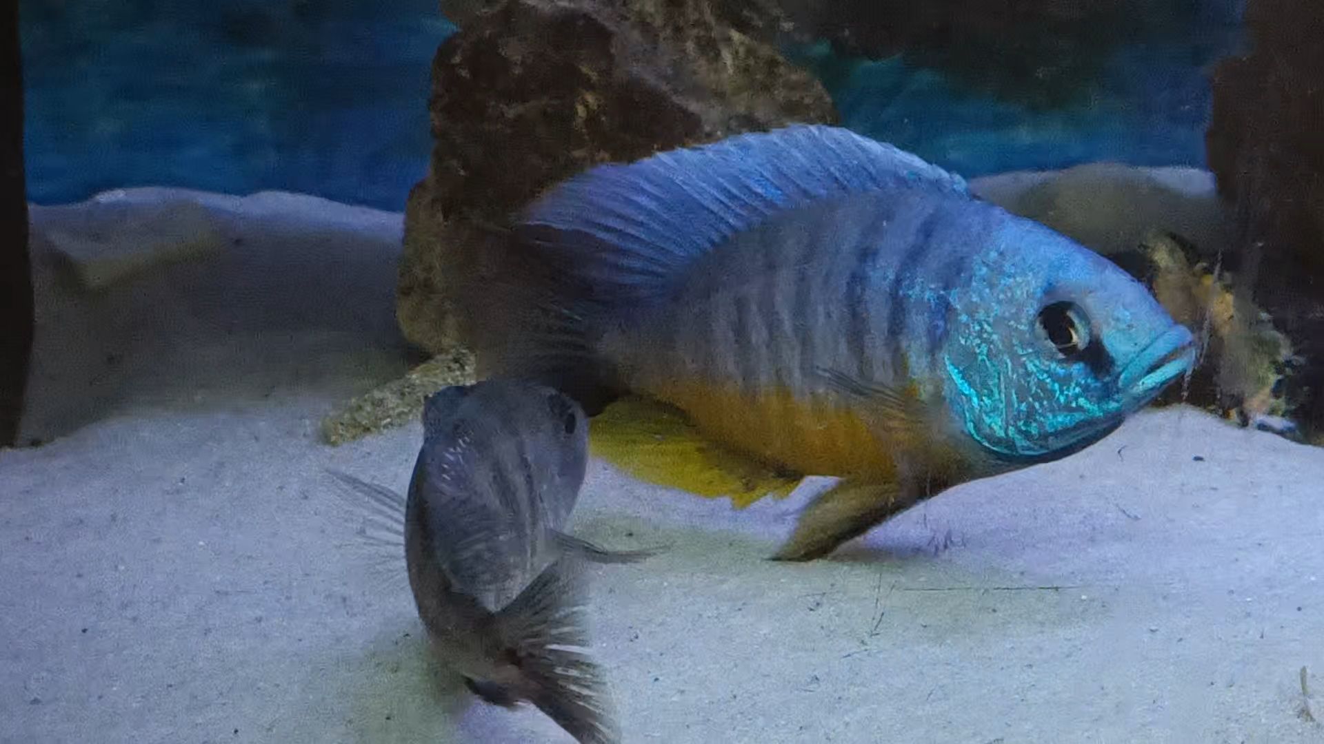 Protomelas spilonotus tanzania