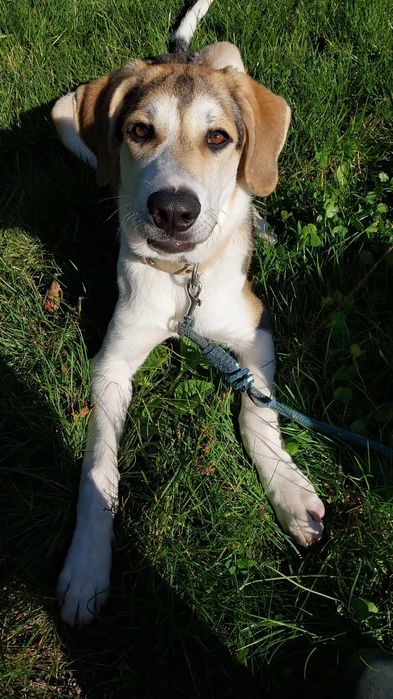 Piesek do Adopcji