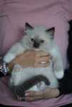 Kocurek ragdoll odbiór czerwiec Cattris