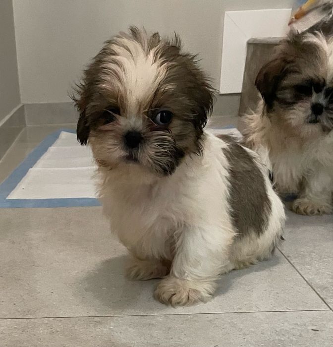 Piesek shih- tzu z pochodzeniem