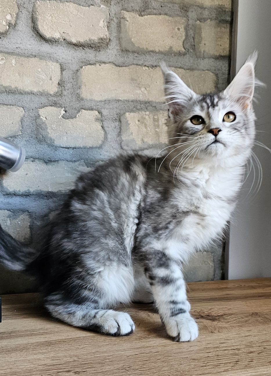 Maine coon koteczka rodowód FPL