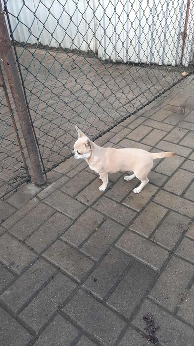 Piękny piesek rasy Chihuahua - chłopczyk