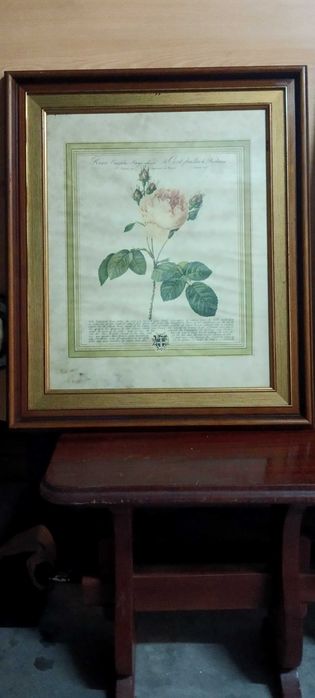 Quadros Botanicos com moldura