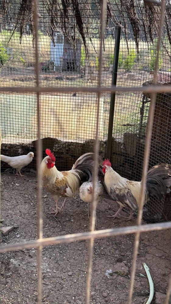 Galos  leghorn isabella