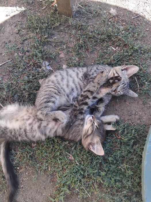 Безкоштовно Віддам в добрі руки